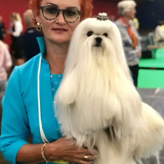 Champion Maltese Bichon male Tauro Kennel 