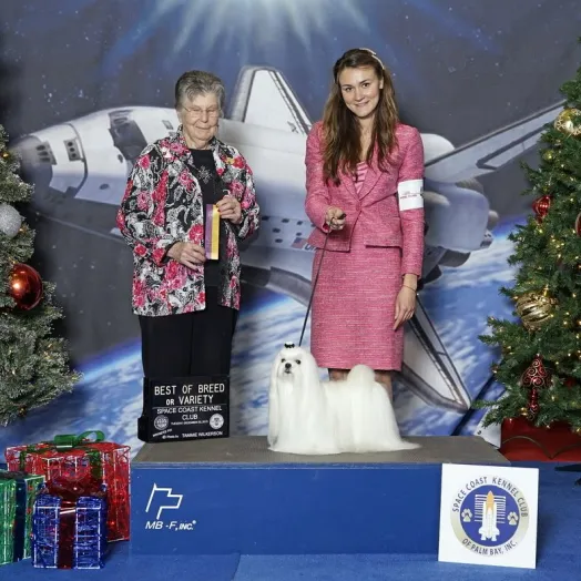 Champion Maltese Bichon male Tauro Kennel 