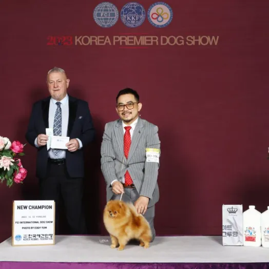 Champion pomeranian Female Tauro Kennel