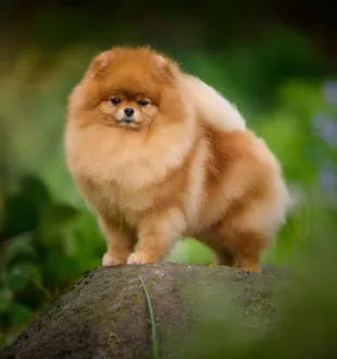 Champion pomeranian Female Tauro Kennel