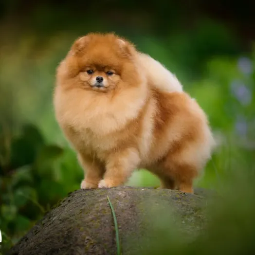 Champion pomeranian Female Tauro Kennel