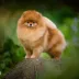 Champion pomeranian Female Tauro Kennel