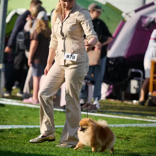Champion pomeranian Female Tauro Kennel 