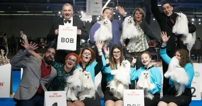tauro kennel team European dog show 2018