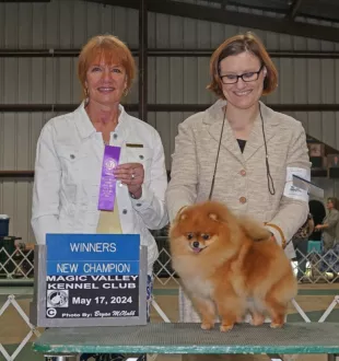Champion pomeranian Female Tauro Kennel