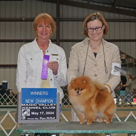 Champion pomeranian Female Tauro Kennel 