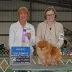 Champion pomeranian Female Tauro Kennel 