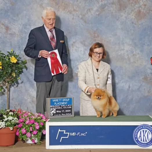 Champion pomeranian Female Tauro Kennel 