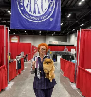 Champion pomeranian Female Tauro Kennel