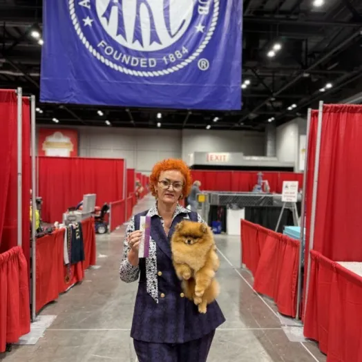 Champion pomeranian Female Tauro Kennel