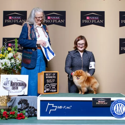 Champion pomeranian Female Tauro Kennel 