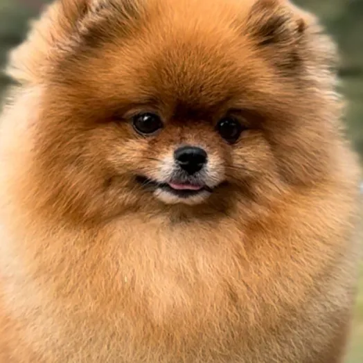 Champion pomeranian Female Tauro Kennel
