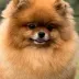 Champion pomeranian Female Tauro Kennel