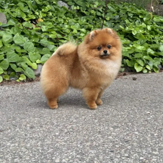 show pomeranian male