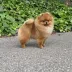 show pomeranian male