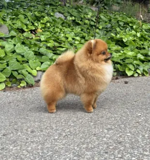 show pomeranian male