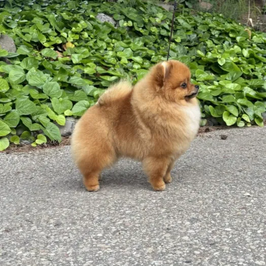 show pomeranian male