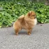 show pomeranian male