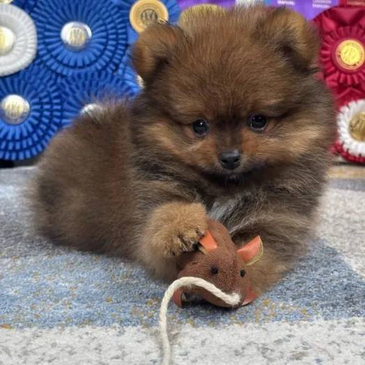 Goldie pomeranian puppy