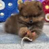 Goldie pomeranian puppy