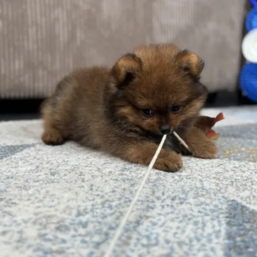 Goldie pomeranian puppy