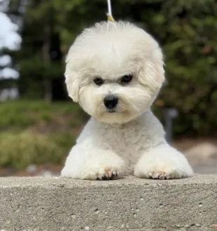 bichon frise