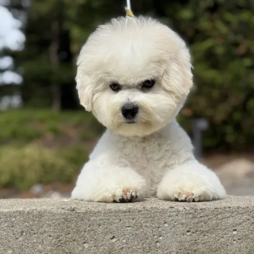 bichon frise