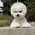 bichon frise