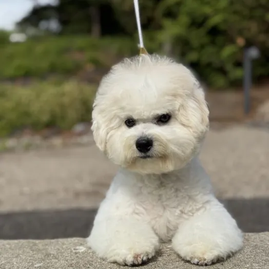 bichon frise