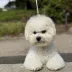 bichon frise