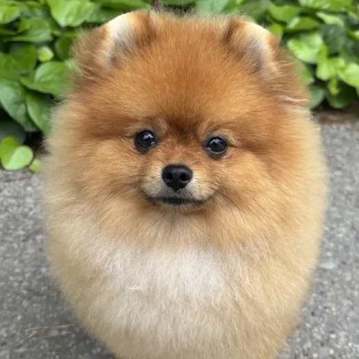 show pomeranian male