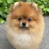 show pomeranian male