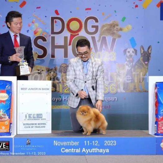 Champion pomeranian Female Tauro Kennel