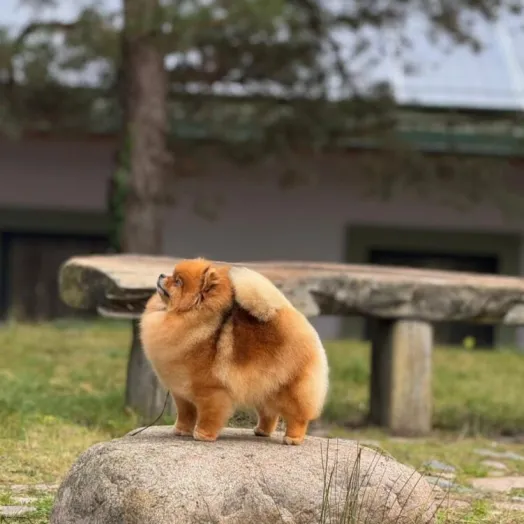 Champion pomeranian Female Tauro Kennel