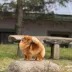 Champion pomeranian Female Tauro Kennel