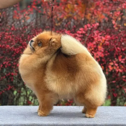 Champion pomeranian Female Tauro Kennel