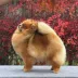 Champion pomeranian Female Tauro Kennel