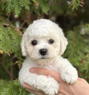 skywalker bichon frise puppy