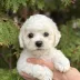 skywalker bichon frise puppy