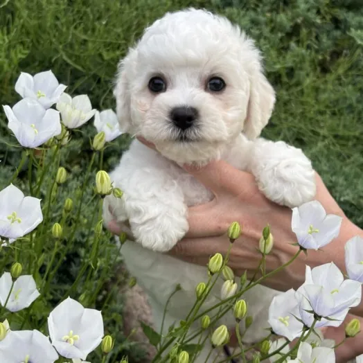 skywalker bichon frise puppy