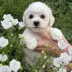 skywalker bichon frise puppy