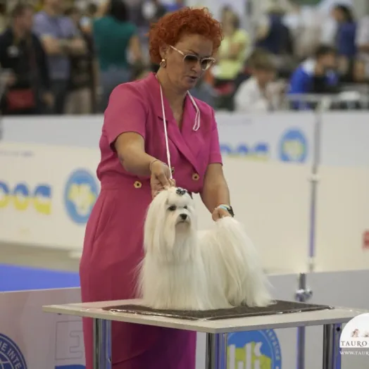 Champion Maltese Bichon male Tauro Kennel