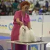 Champion Maltese Bichon male Tauro Kennel