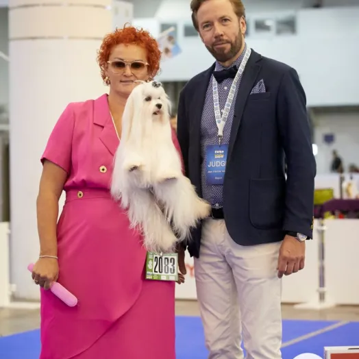 Champion Maltese Bichon male Tauro Kennel