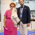 Champion Maltese Bichon male Tauro Kennel