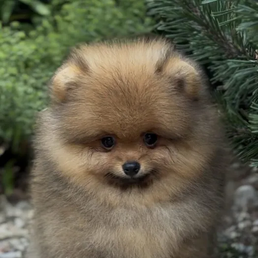 pomeranian puppy