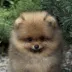 pomeranian puppy