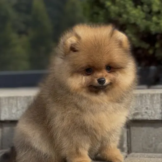 pomeranian puppy