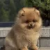 pomeranian puppy
