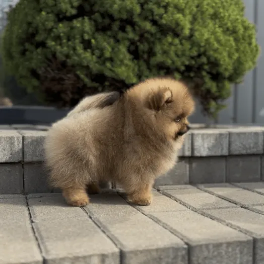 pomeranian puppy